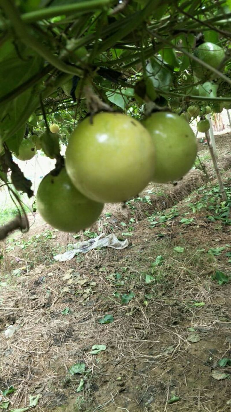 黄金百香果60~70g黄果