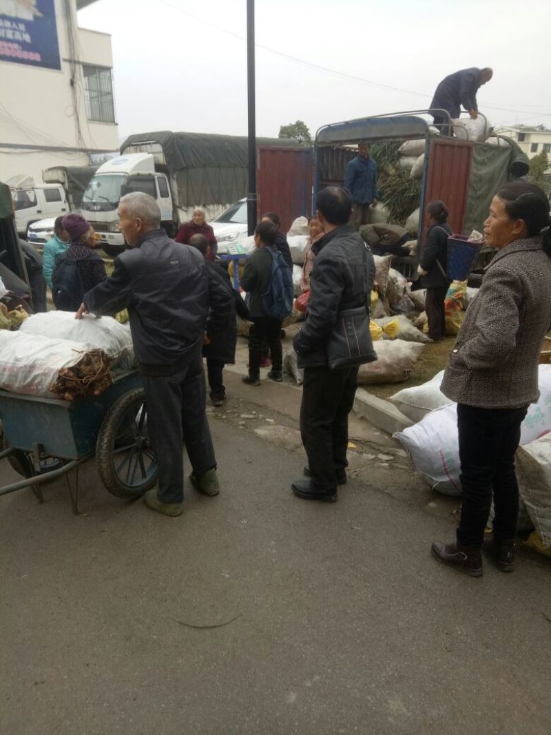 土茯苓统个