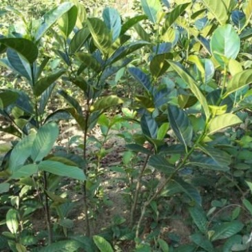 菠萝蜜苗稿接树