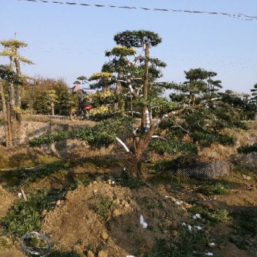 造型松14公分