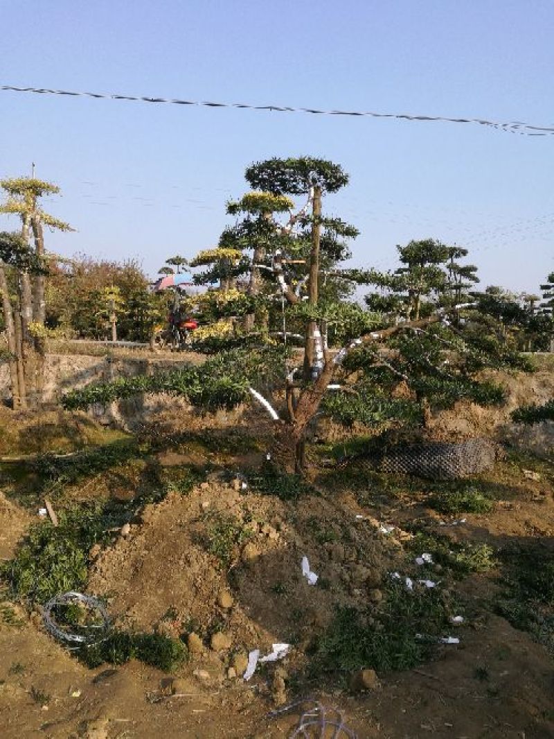 造型松14公分