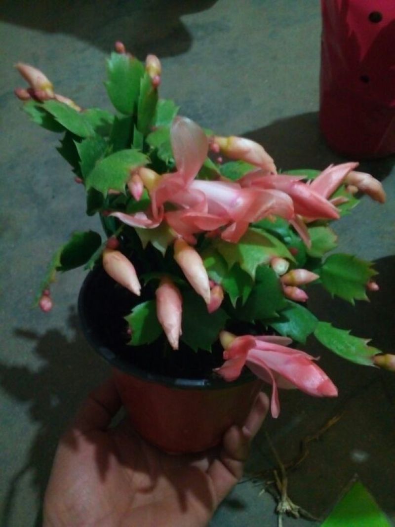 蟹爪兰