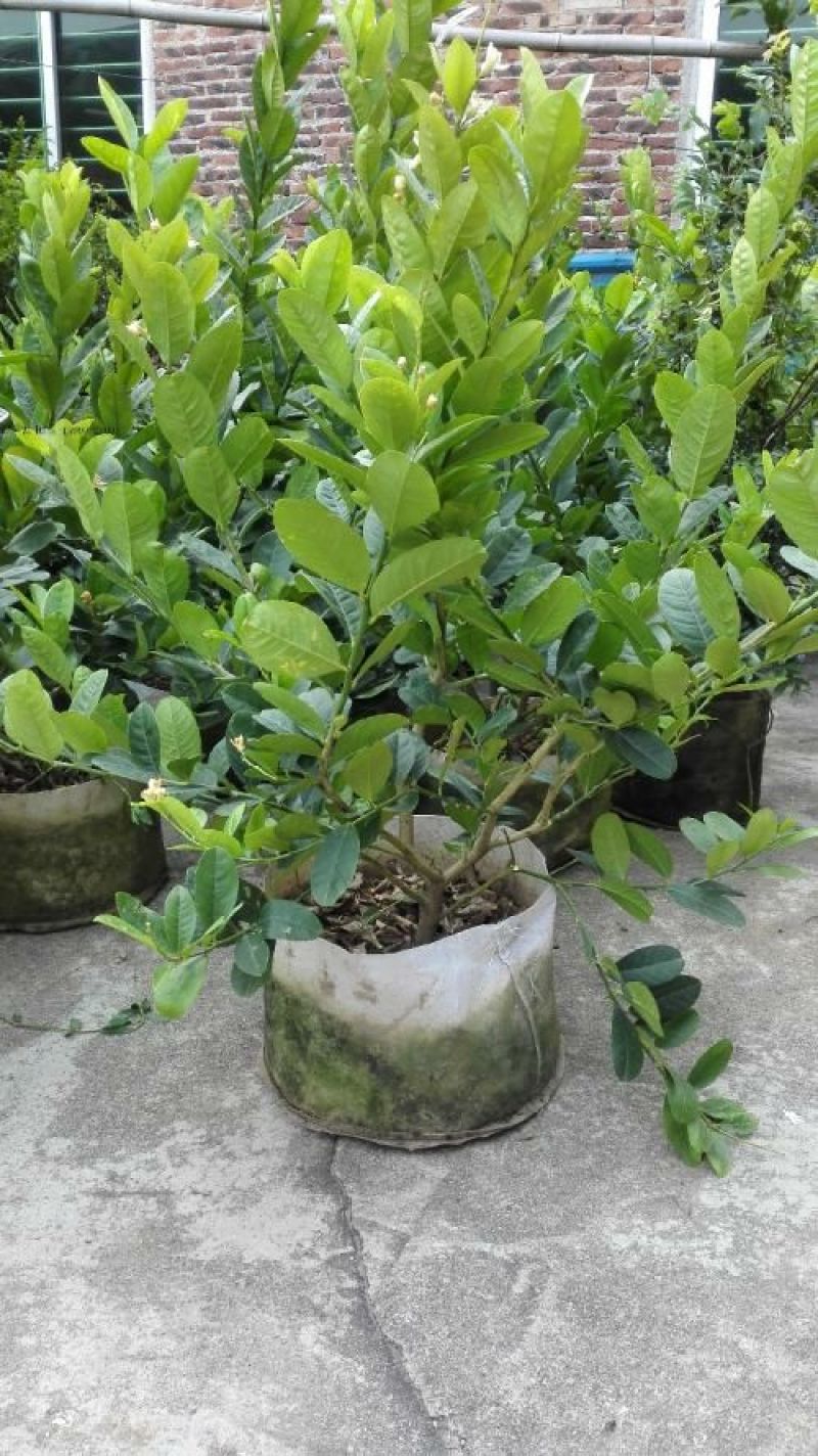 柠檬苗30~50cm