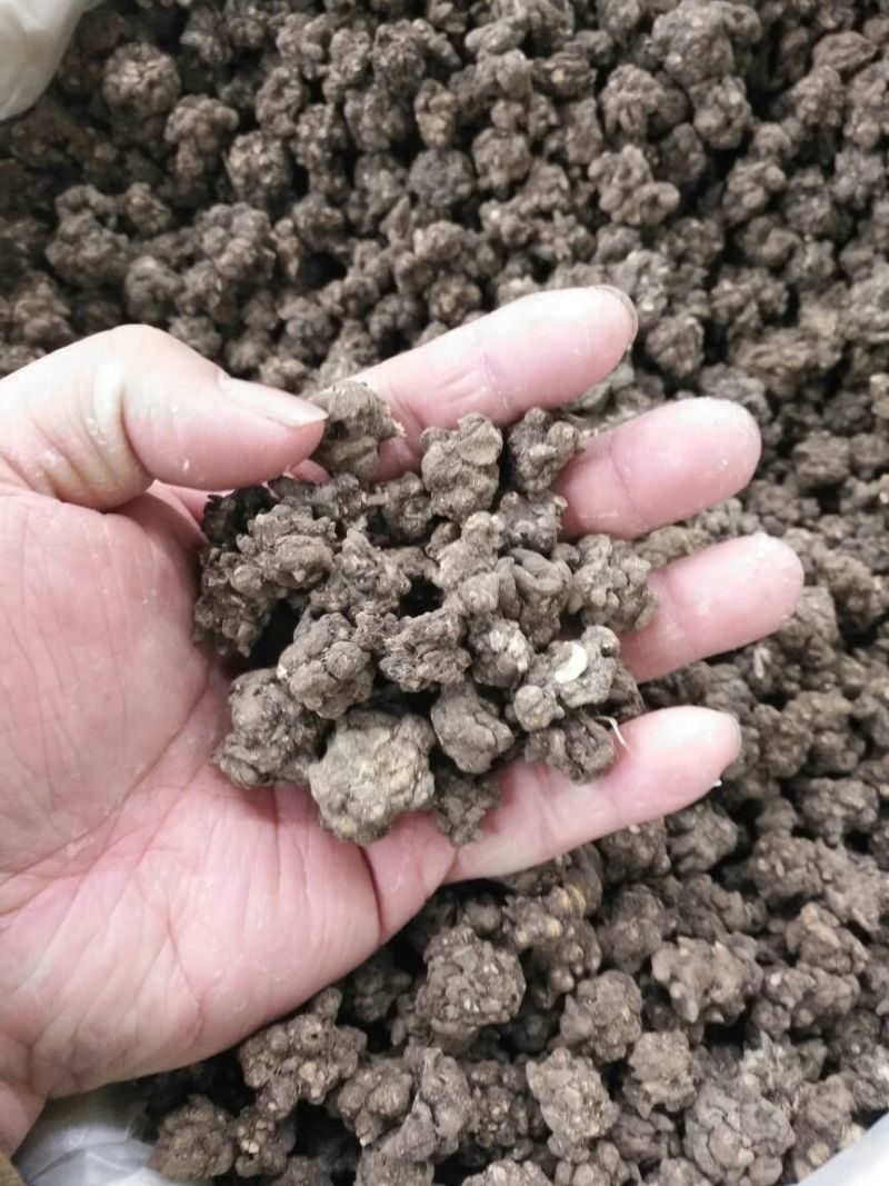 猫爪草猫抓草河南1公斤起批无硫***不包邮