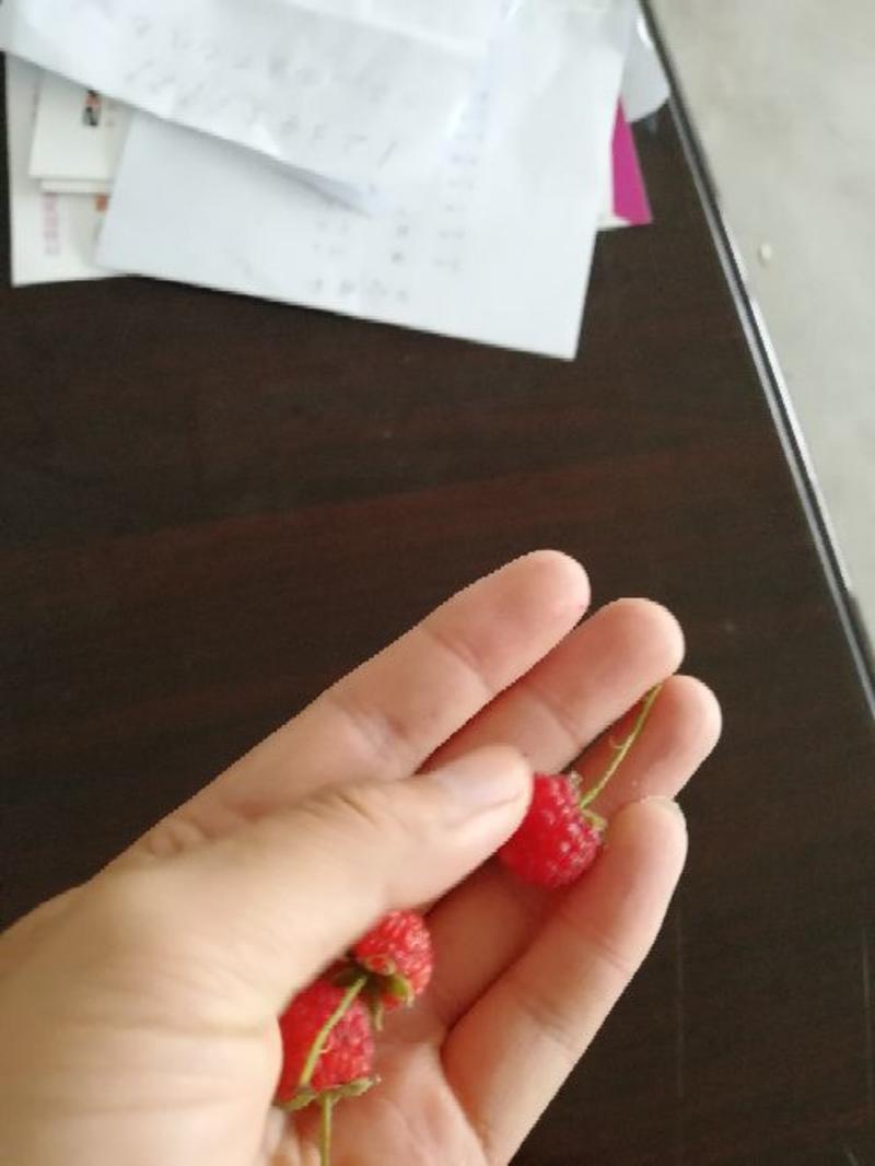 树莓苗30~50cm双季树莓苗优质树莓苗出售