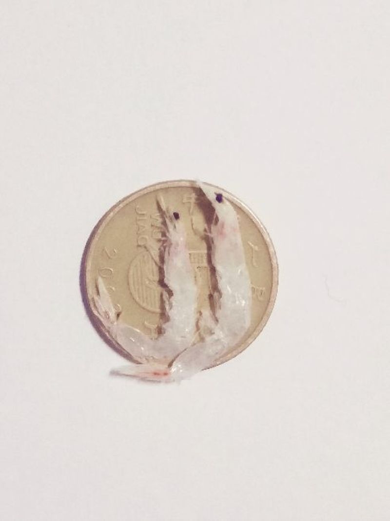 虾皮特级