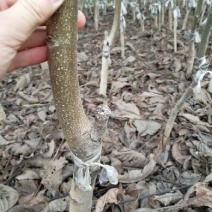 核桃苗100~150cm1~2年当年坐果