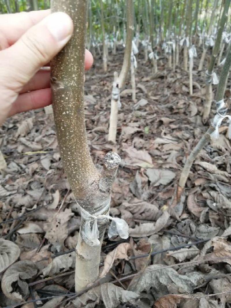 核桃苗100~150cm1~2年当年坐果