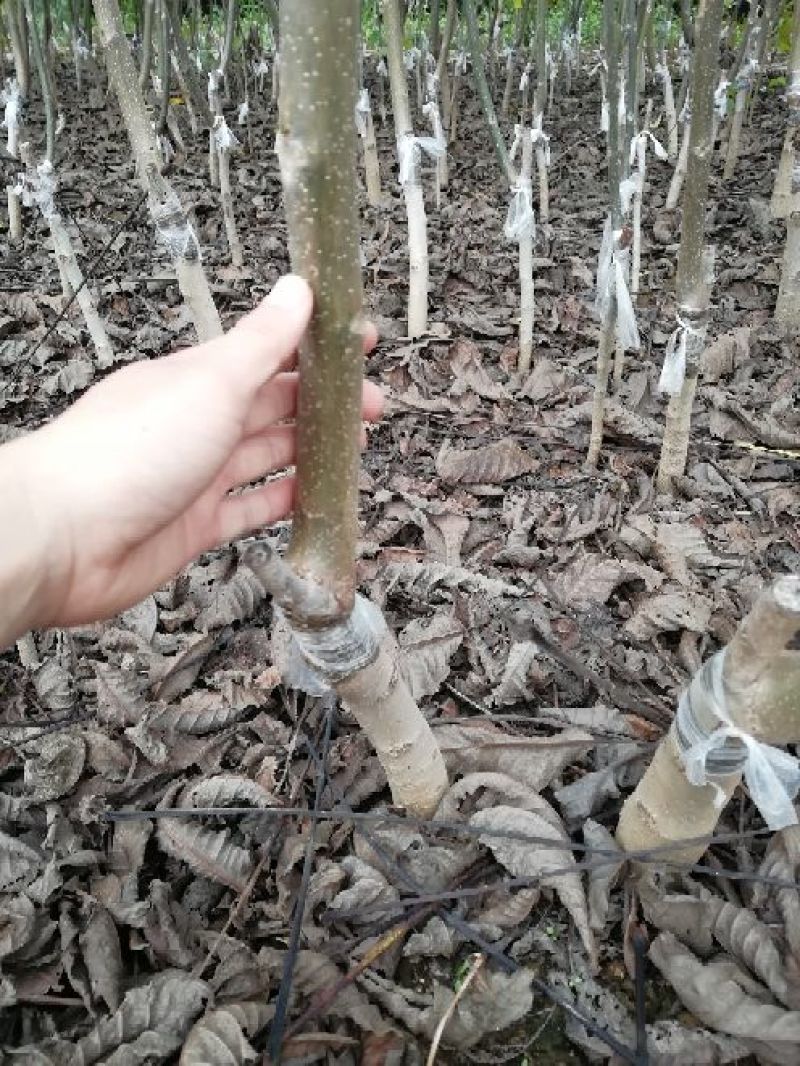 核桃苗100~150cm1~2年当年坐果