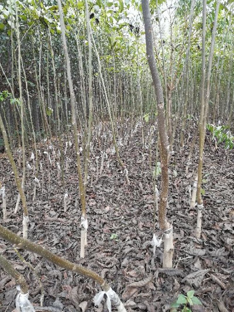 核桃苗100~150cm1~2年当年坐果