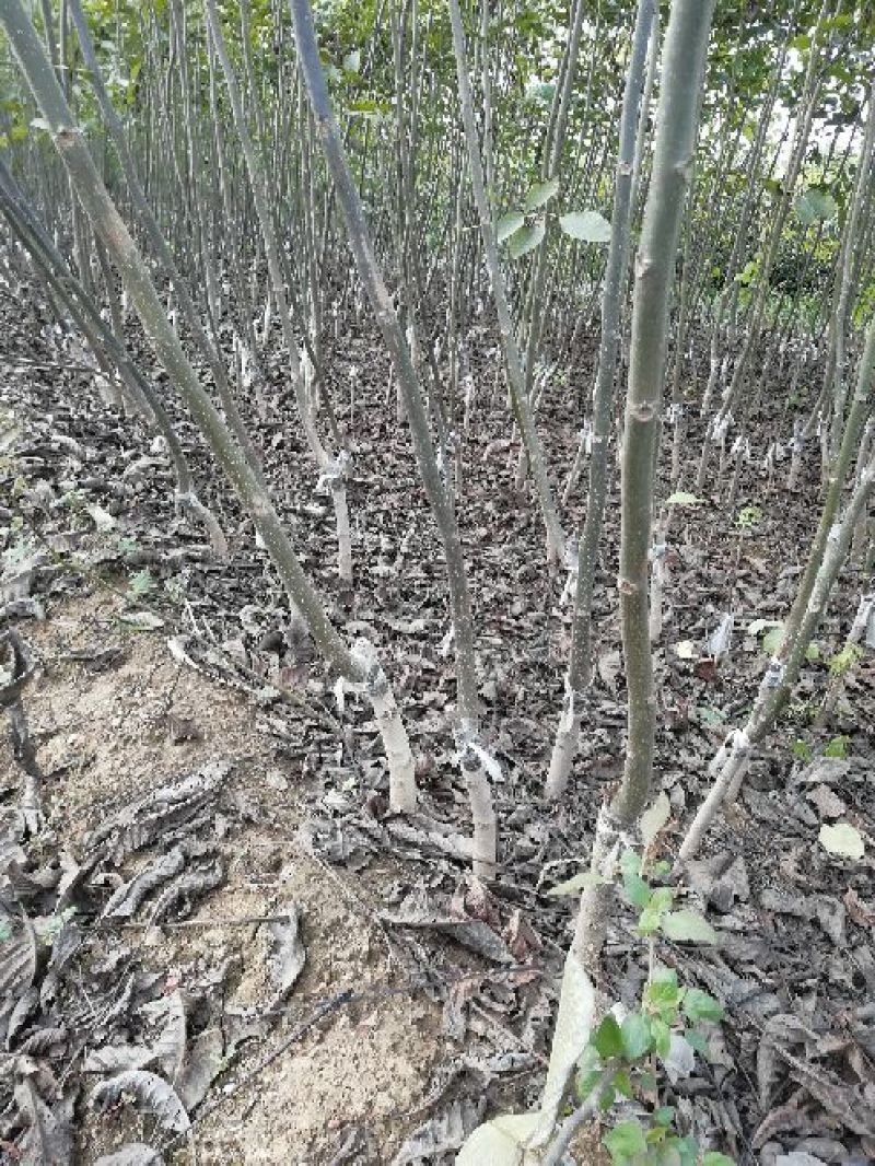 核桃苗100~150cm1~2年当年坐果