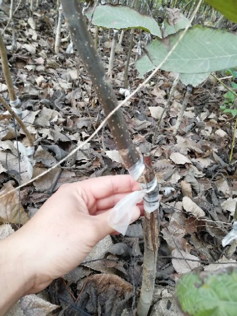 核桃苗100~150cm1~2年当年坐果