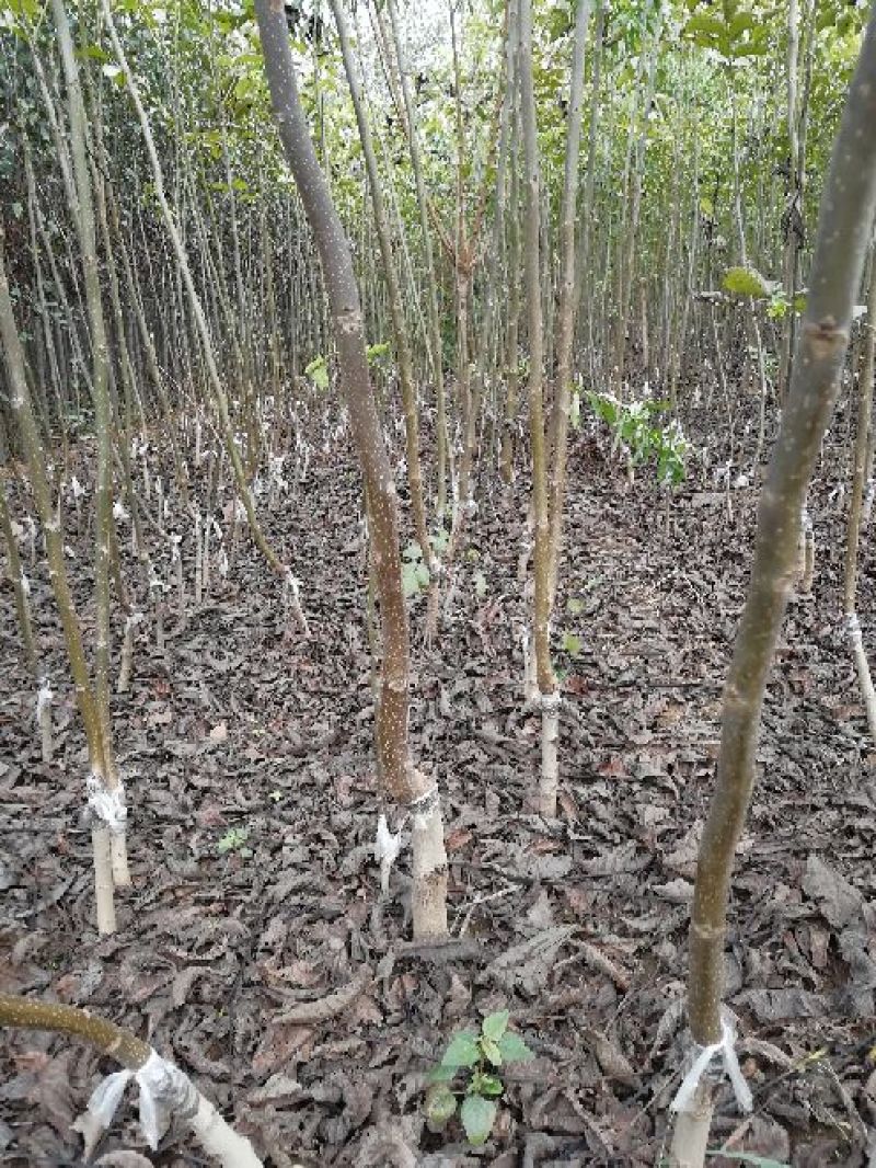 核桃苗100~150cm1~2年当年坐果