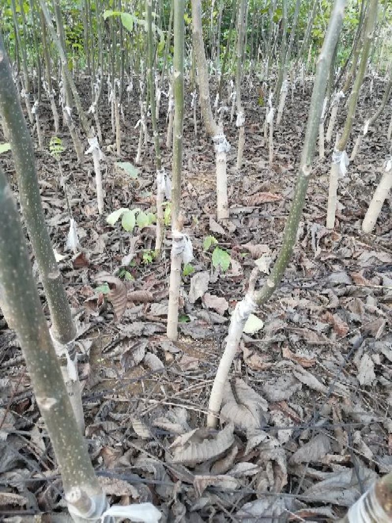 核桃苗100~150cm1~2年当年坐果