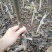 核桃苗100~150cm1~2年当年坐果
