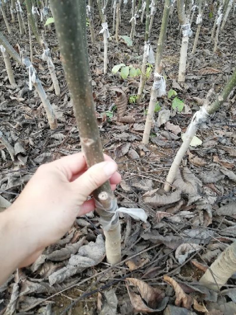核桃苗100~150cm1~2年当年坐果