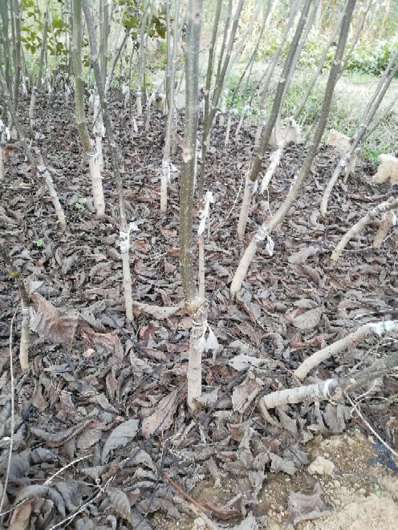 核桃苗100~150cm1~2年当年坐果
