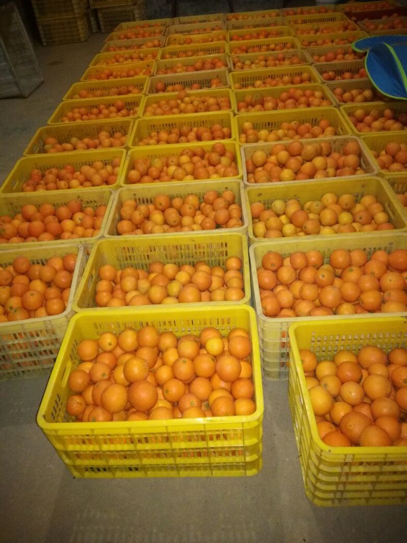 新宁脐橙优质脐橙基地