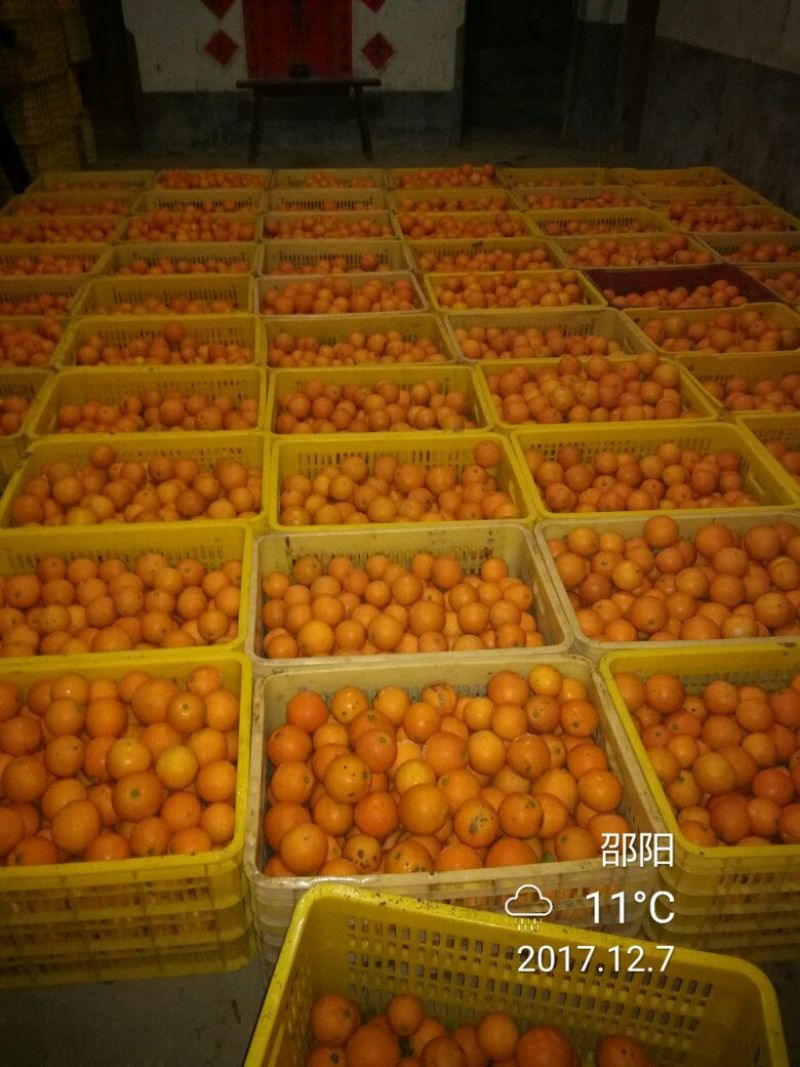 纽荷尔精品脐橙优质脐橙基地