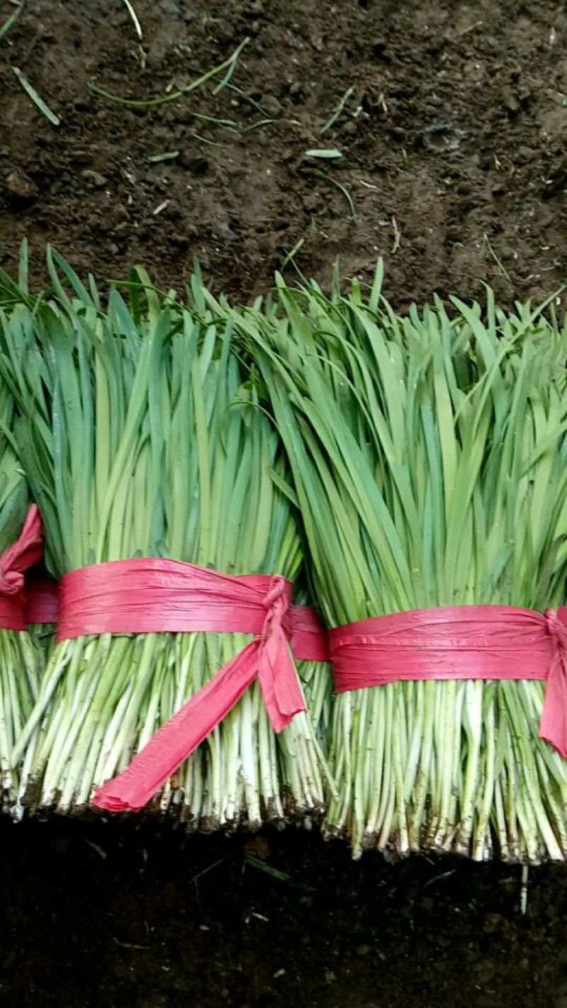 平丰六号，大叶韭菜二茬捆重2.5斤左右