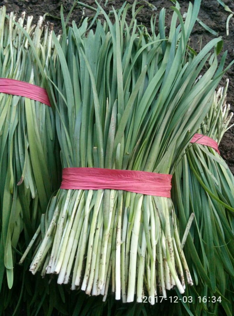 平丰六号，大叶韭菜二茬捆重2.5斤左右