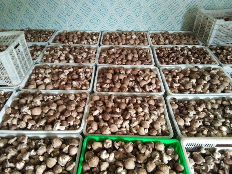 808香菇不开伞1%春袋菇3.5~4.5cm