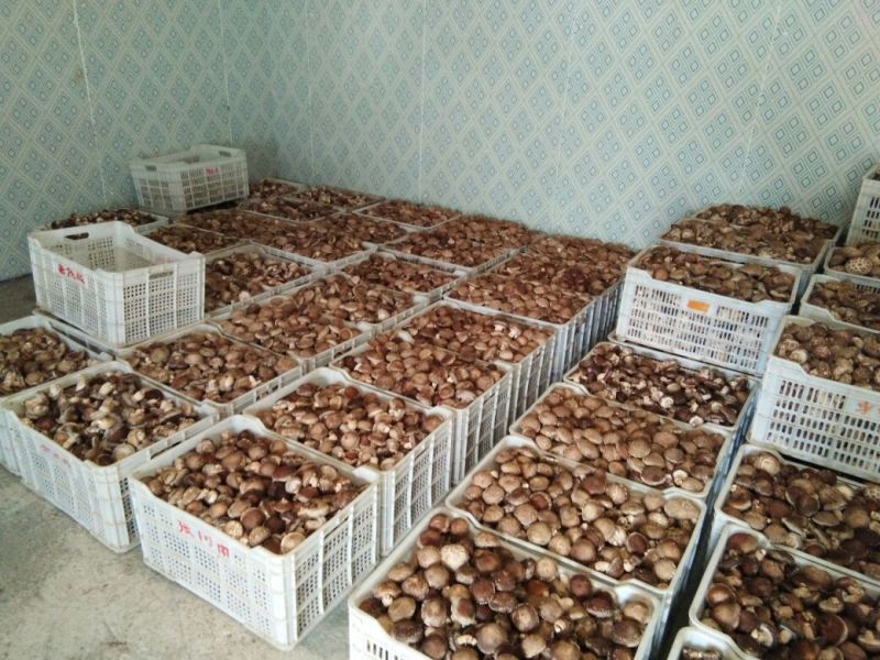 808香菇不开伞1%春袋菇3.5~4.5cm