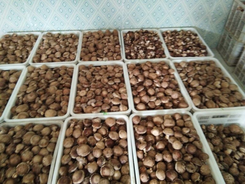 808香菇不开伞1%春袋菇3.5~4.5cm