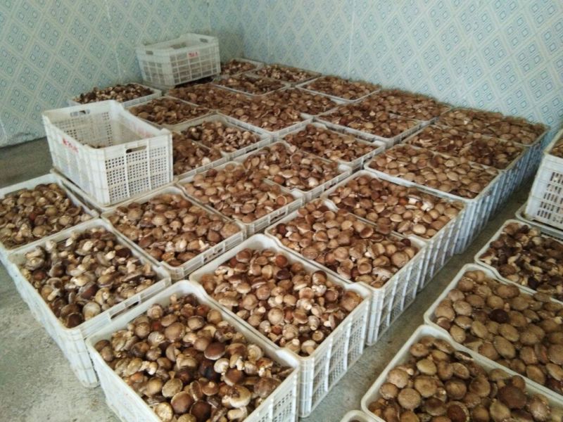 808香菇不开伞1%春袋菇3.5~4.5cm
