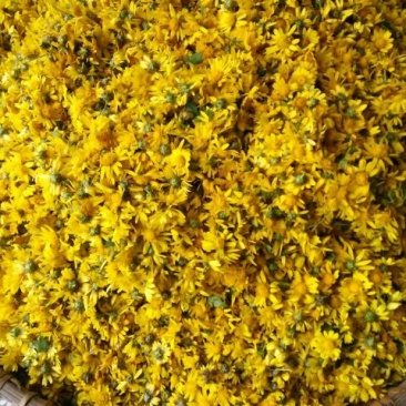 野菊花散装