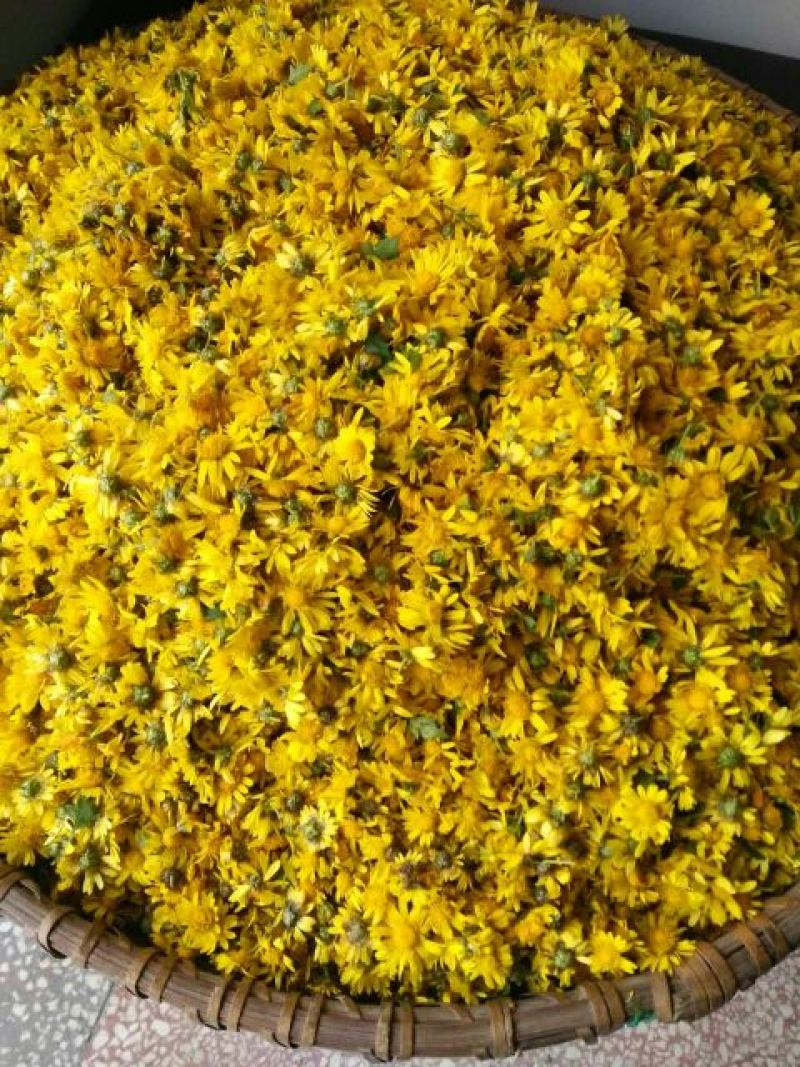 野菊花散装