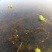 小龙虾小龙虾主养4-6钱（20-30克）作种活虾