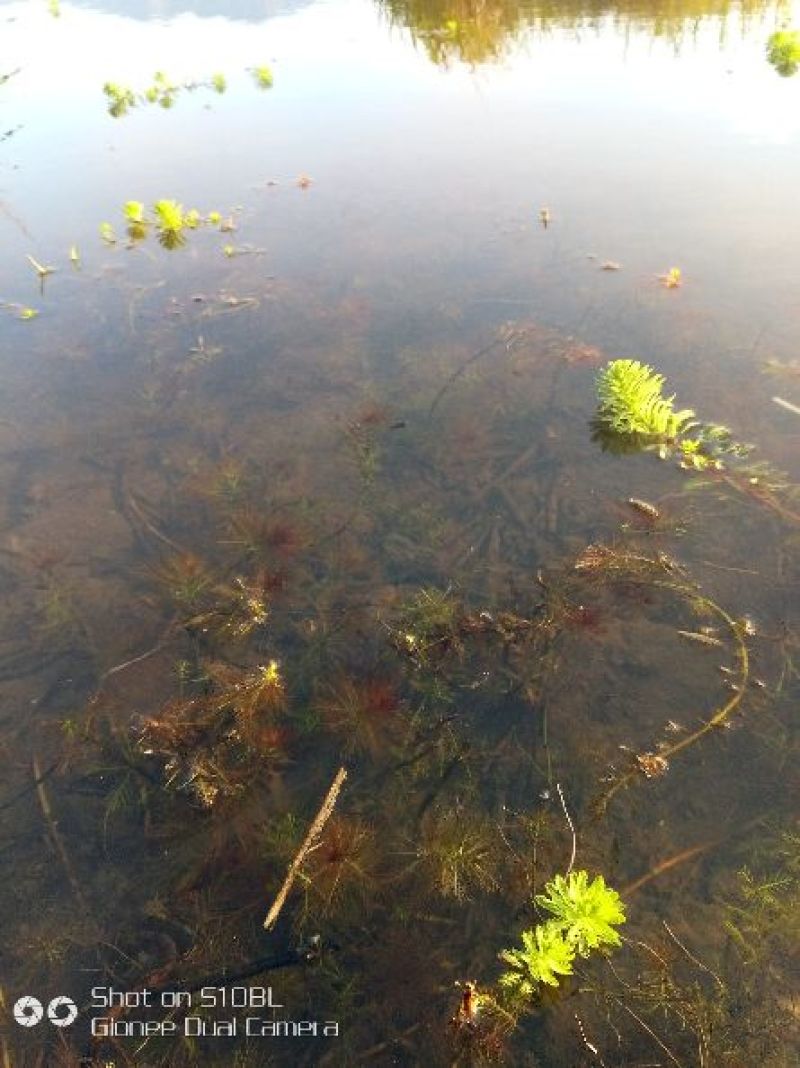 小龙虾小龙虾主养4-6钱（20-30克）作种活虾