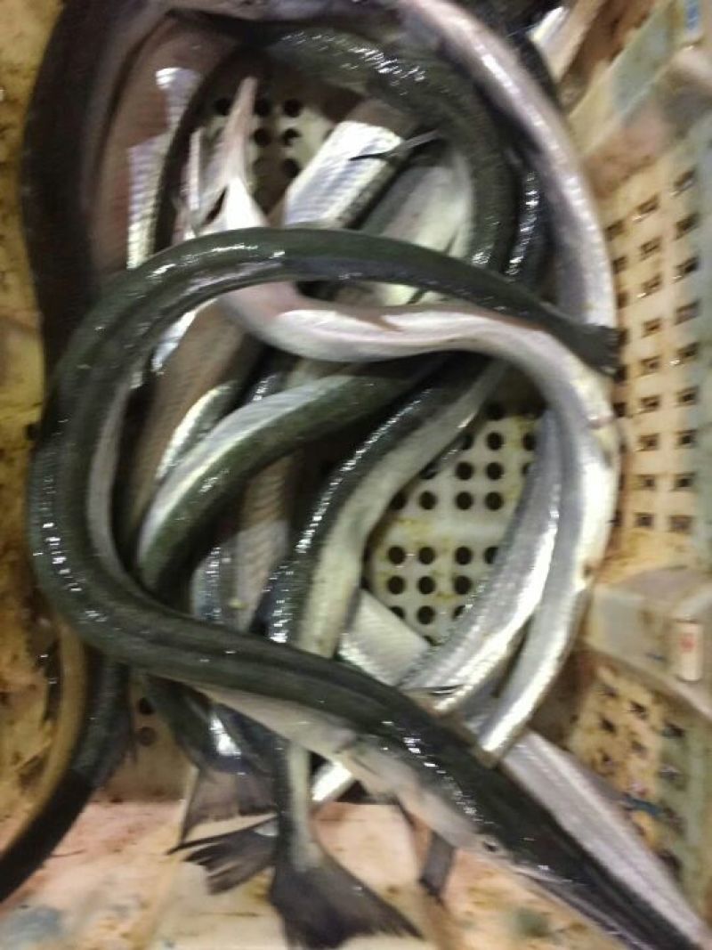 刀鱼食用冻鱼