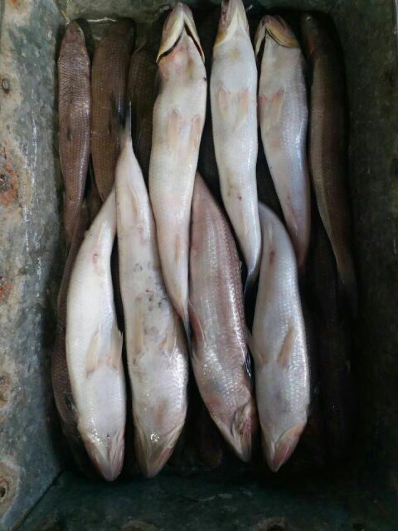 刀鱼食用冻鱼
