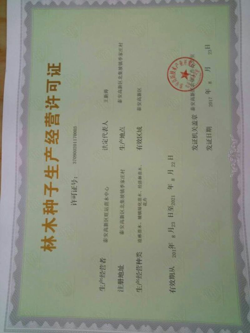 海棠种子98%以上种植苹果苗就选八棱海棠苗