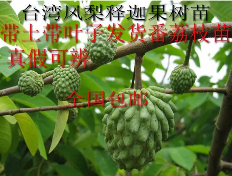 释迦苗翻荔枝苗
