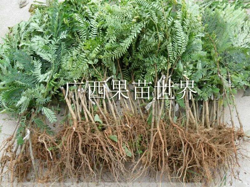 余甘果苗牛甘果树苗