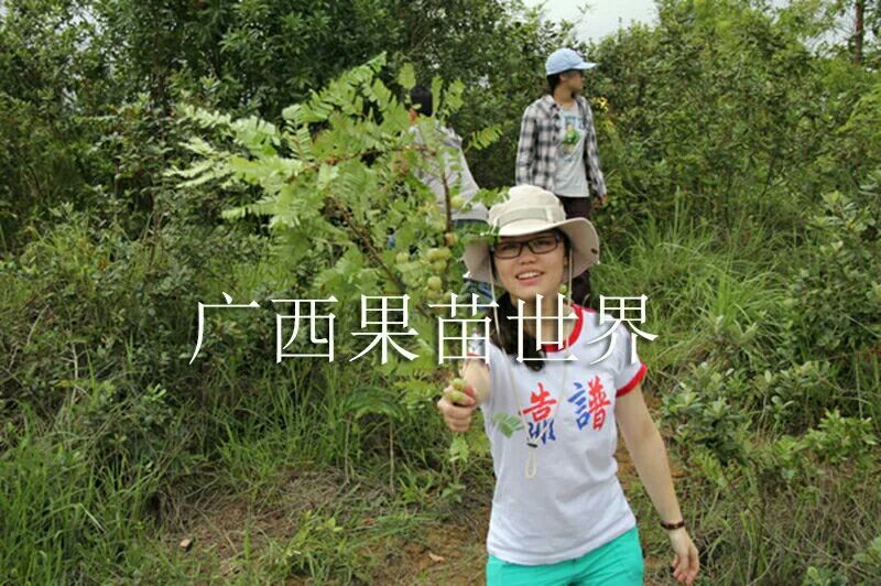 余甘果苗牛甘果树苗