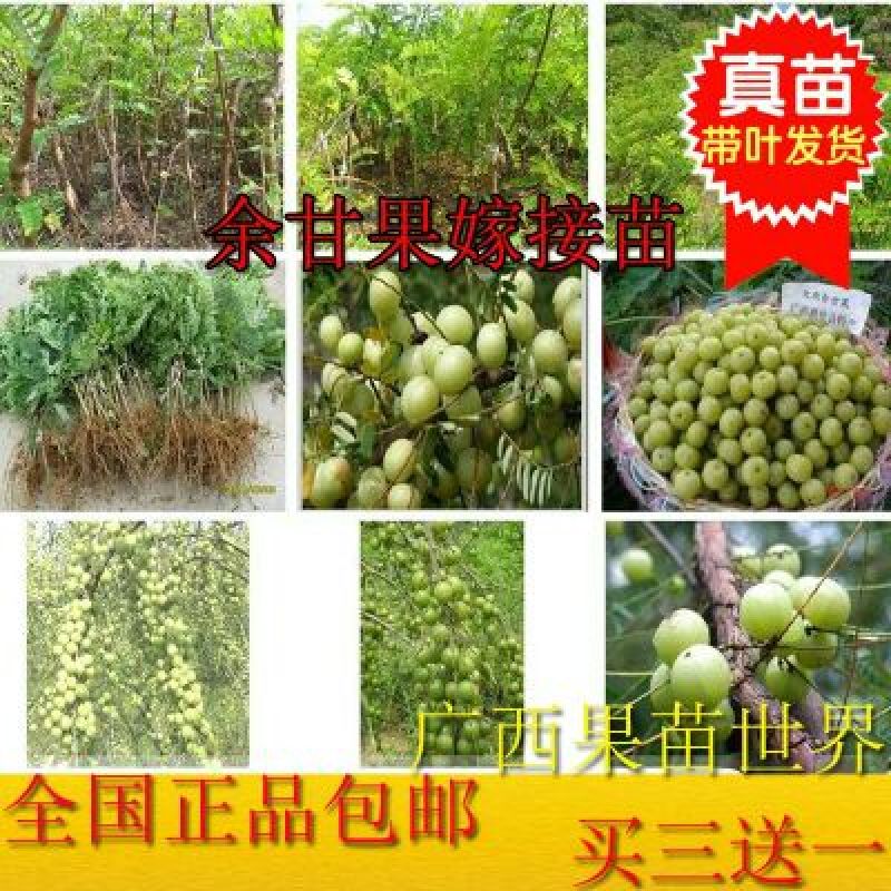 余甘果苗牛甘果树苗