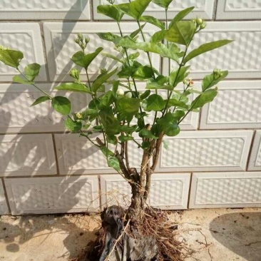 广西横州茉莉花苗12345年广西横县重瓣双瓣茉莉花