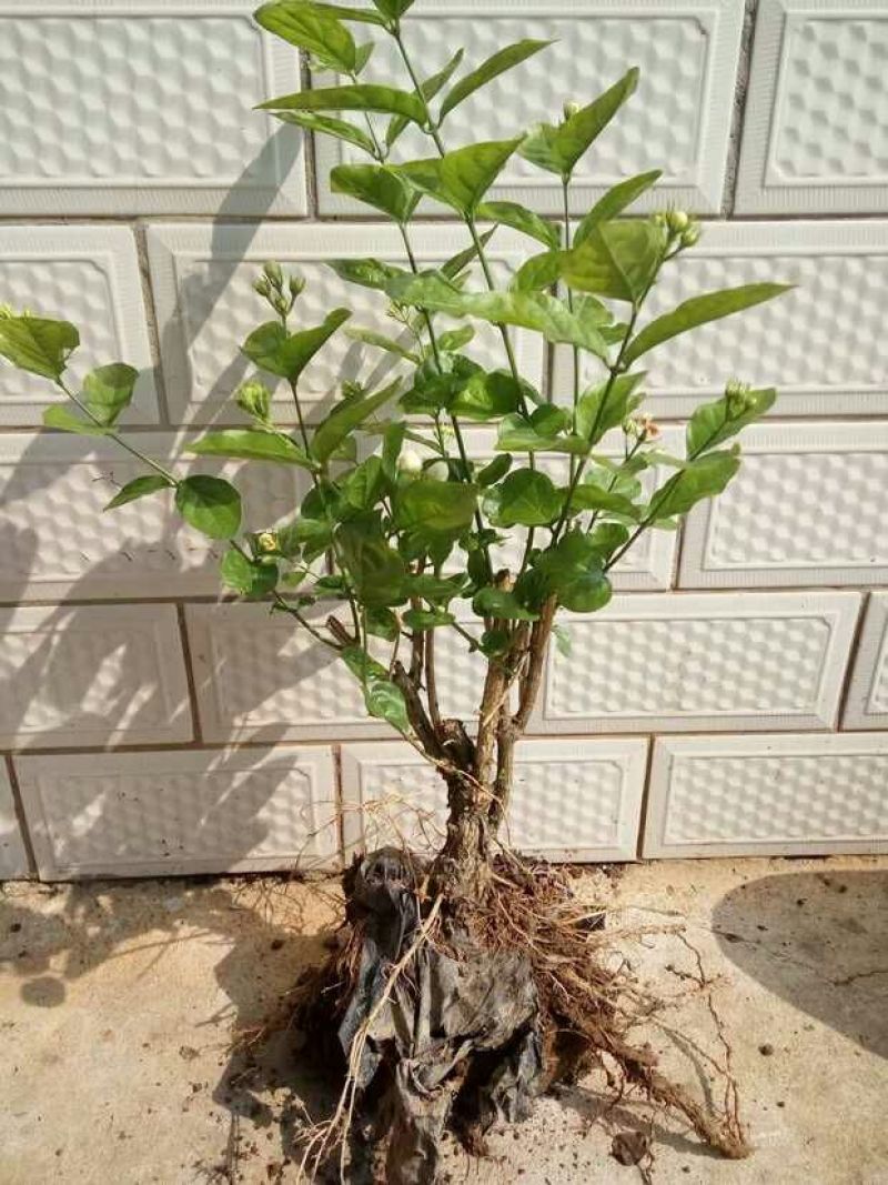广西横州茉莉花苗12345年广西横县重瓣双瓣茉莉花