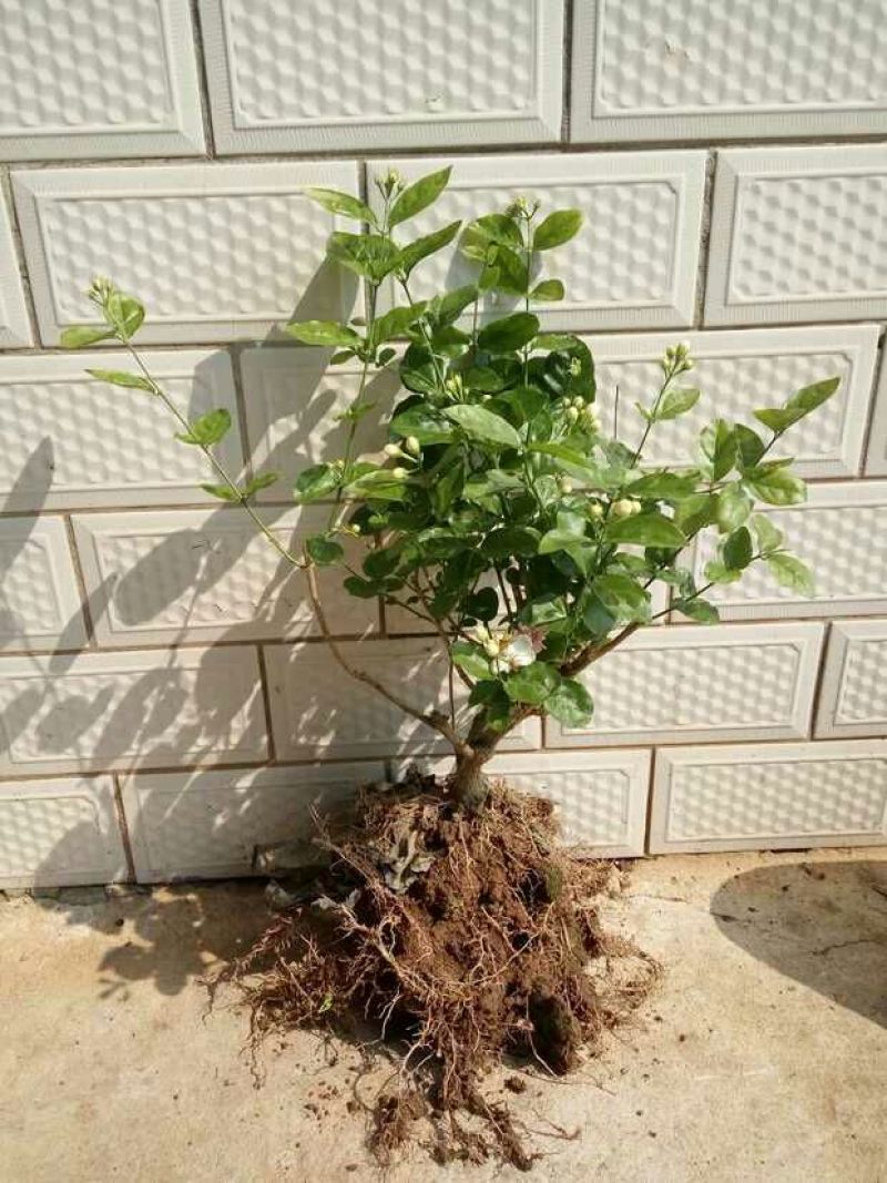 广西横州茉莉花苗12345年广西横县重瓣双瓣茉莉花