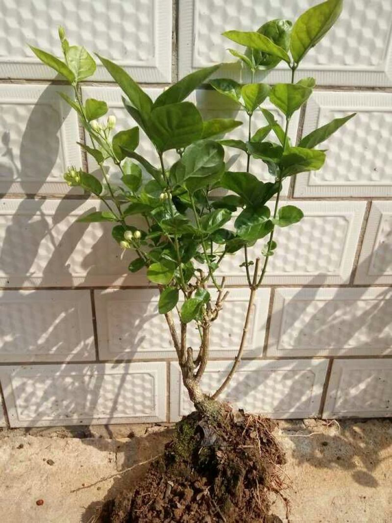 广西横州茉莉花苗12345年广西横县重瓣双瓣茉莉花