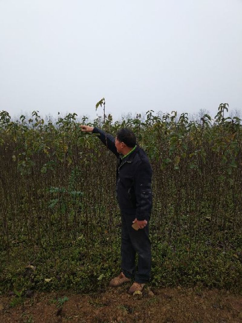 梨树2cm以下1.5~2米河南南阳苗木基地直供品质保
