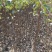 梨树2cm以下1.5~2米河南南阳苗木基地直供品质保