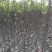 梨树2cm以下1.5~2米河南南阳苗木基地直供品质保