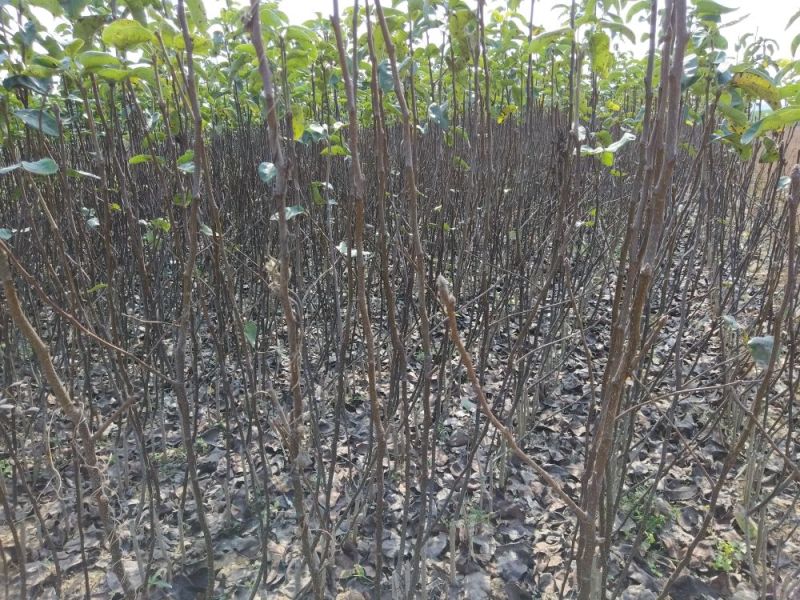 梨树2cm以下1.5~2米河南南阳苗木基地直供品质保