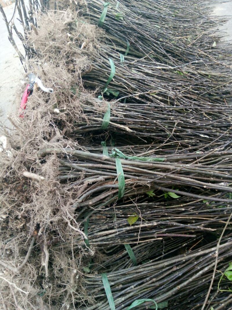 吴茱萸苗50~80cm