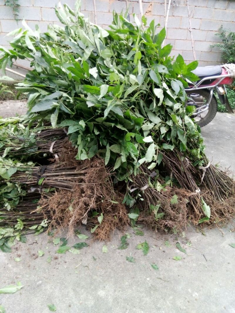 吴茱萸苗50~80cm